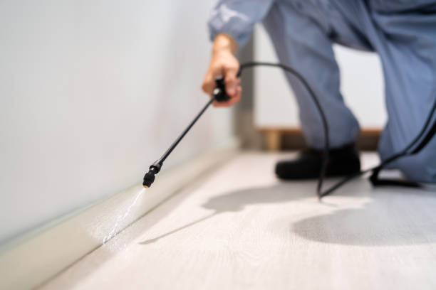 Bed Bug Pre-Treatment Preparation Assessment in Stratford