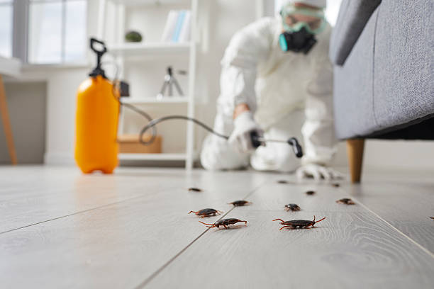 Post-Treatment Bed Bug Interceptor Monitoring in Stratford